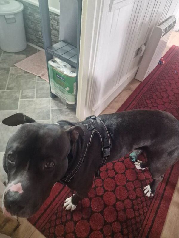 Staffie Puppies For Sale