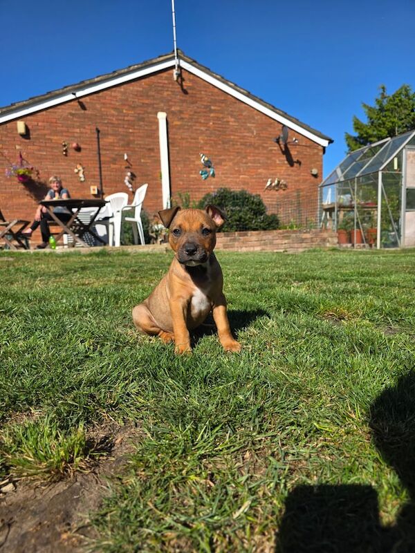 Staffordshire Bull Terrier puppies for sale in Norwich, Norfolk – 8 weeks old
