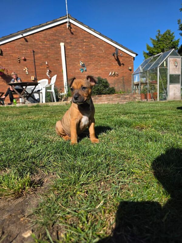 Staffordshire Bull Terrier puppies for sale in Norwich, Norfolk – 8 weeks old - Image 2 of 3