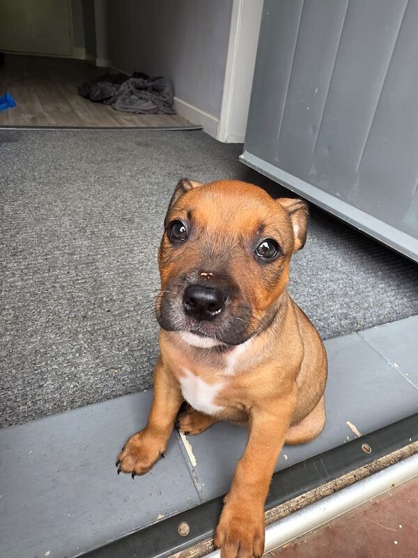 Staffordshire Bull Terrier puppies for sale in Norwich, Norfolk – 8 weeks old - Image 3 of 3