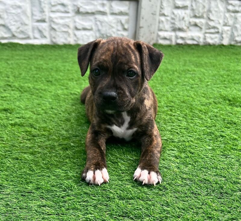 Staffordshire Bull Terrier puppies for sale in Stoke-on-Trent, Staffordshire – KC registered, 6 weeks old
