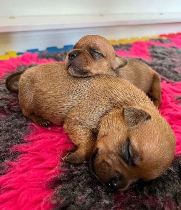 Staffordshire Bull Terrier puppies for sale in Stoke-on-Trent, Staffordshire – KC registered, 6 weeks old - Image 2 of 13