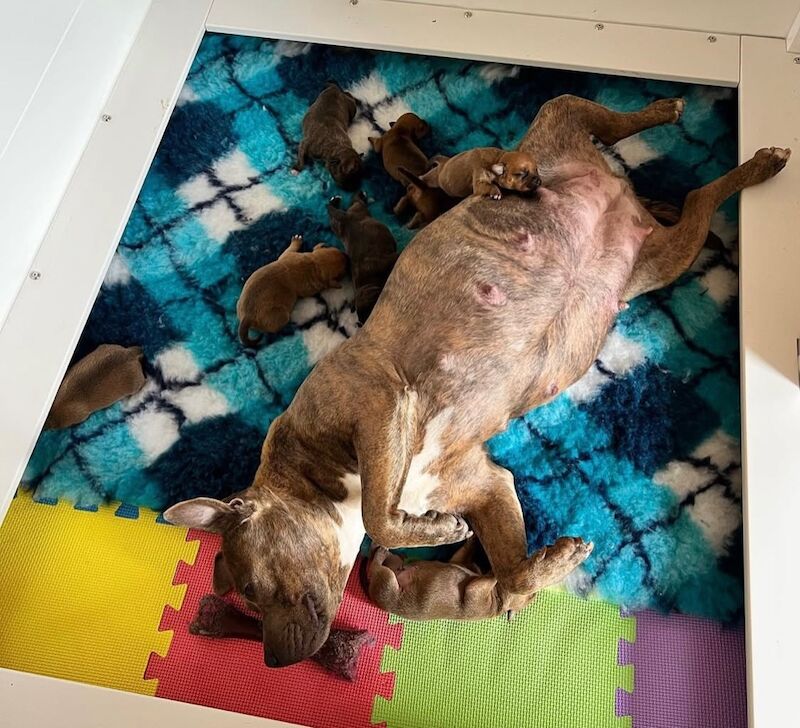 Staffordshire Bull Terrier puppies for sale in Stoke-on-Trent, Staffordshire – KC registered, 6 weeks old - Image 4 of 13