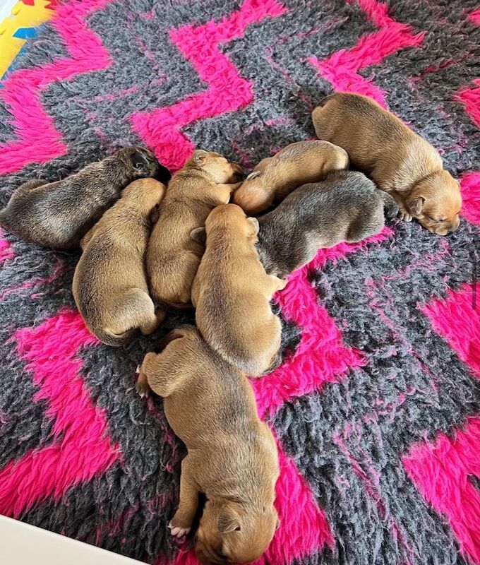 Staffordshire Bull Terrier puppies for sale in Stoke-on-Trent, Staffordshire – KC registered, 6 weeks old - Image 5 of 13