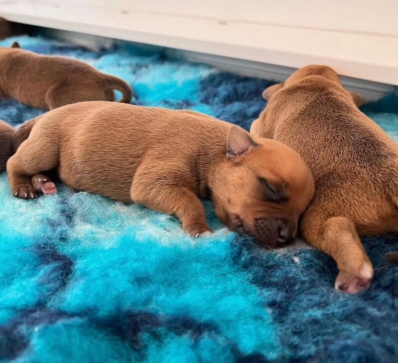 Staffordshire Bull Terrier puppies for sale in Stoke-on-Trent, Staffordshire – KC registered, 6 weeks old - Image 7 of 13