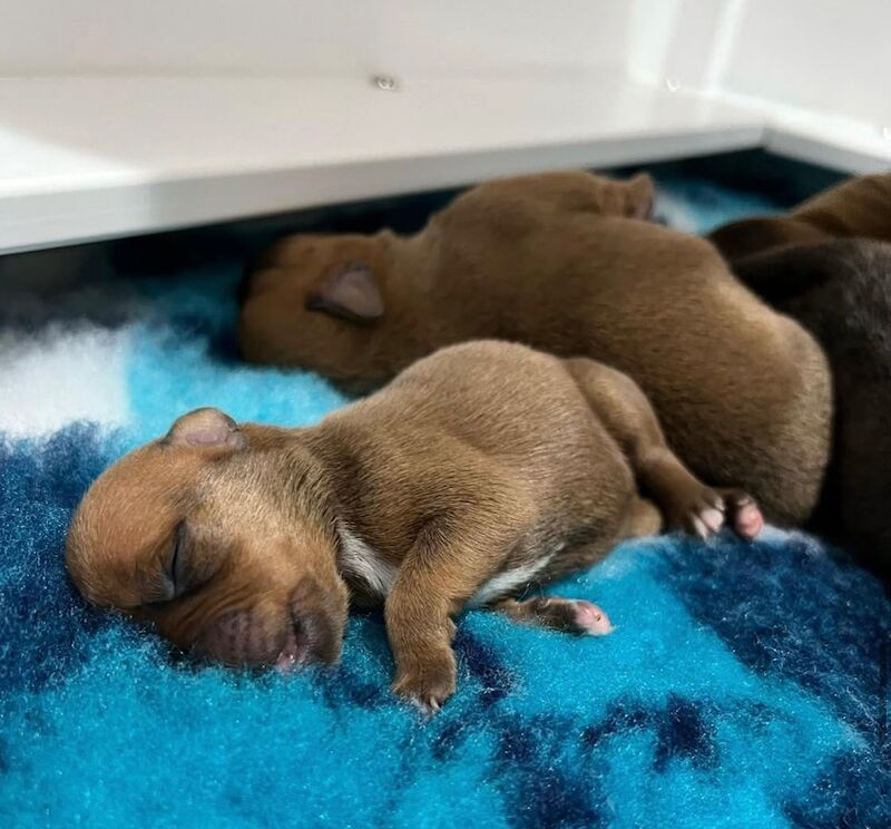 Staffordshire Bull Terrier puppies for sale in Stoke-on-Trent, Staffordshire – KC registered, 6 weeks old - Image 8 of 13