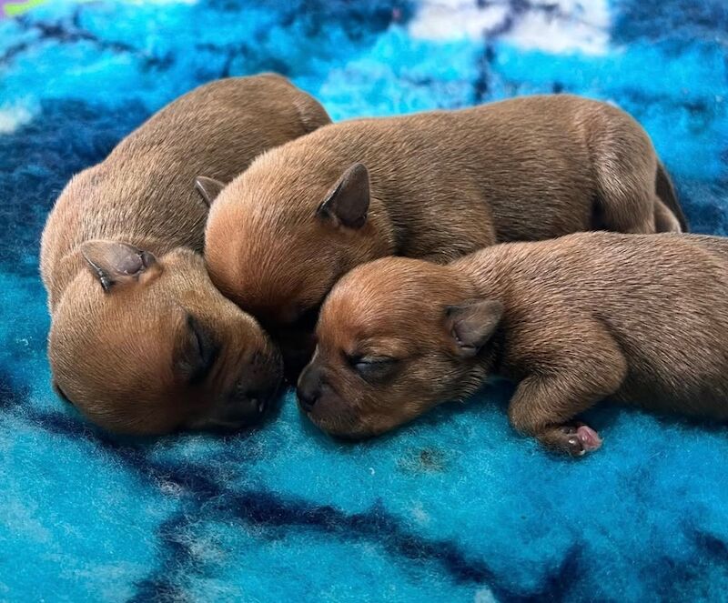 Staffordshire Bull Terrier puppies for sale in Stoke-on-Trent, Staffordshire – KC registered, 6 weeks old - Image 9 of 13