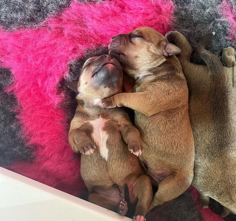 Staffordshire Bull Terrier puppies for sale in Stoke-on-Trent, Staffordshire – KC registered, 6 weeks old - Image 10 of 13