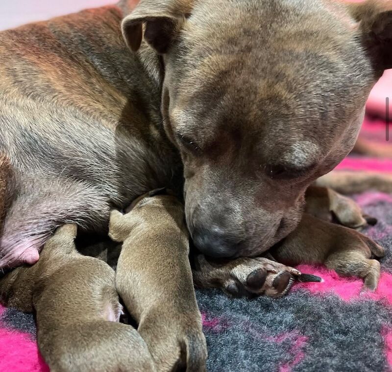 Staffordshire Bull Terrier puppies for sale in Stoke-on-Trent, Staffordshire – KC registered, 6 weeks old - Image 11 of 13