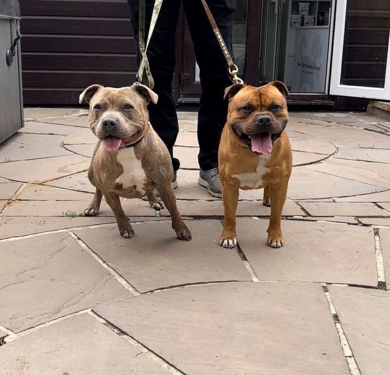 Staffordshire Bull Terrier puppies for sale in Stoke-on-Trent, Staffordshire – KC registered, 6 weeks old - Image 12 of 13