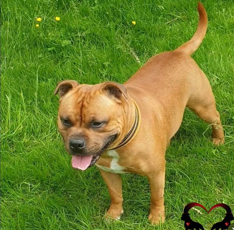 Staffordshire Bull Terrier puppies for sale in Stoke-on-Trent, Staffordshire – KC registered, 6 weeks old - Image 13 of 13