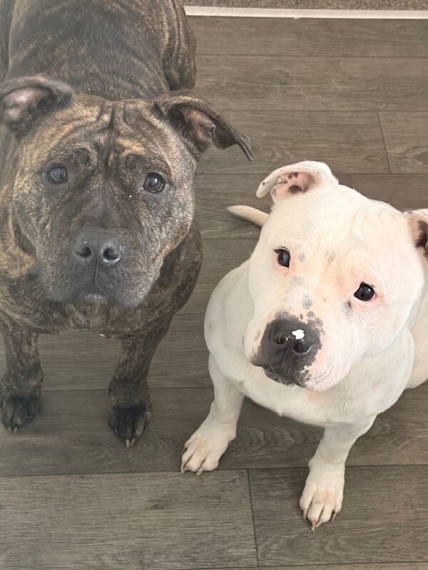 Staffordshire Bull Terrier puppies for sale in Middlesbrough, North Yorkshire – 3 years old
