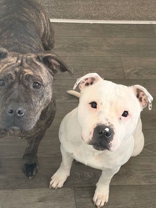 Staffordshire Bull Terrier puppies for sale in Middlesbrough, North Yorkshire – 3 years old - Image 2 of 5