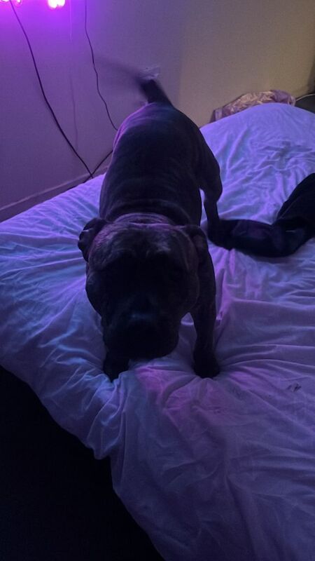 Staffordshire Bull Terrier puppies for sale in Middlesbrough, North Yorkshire – 3 years old - Image 3 of 5