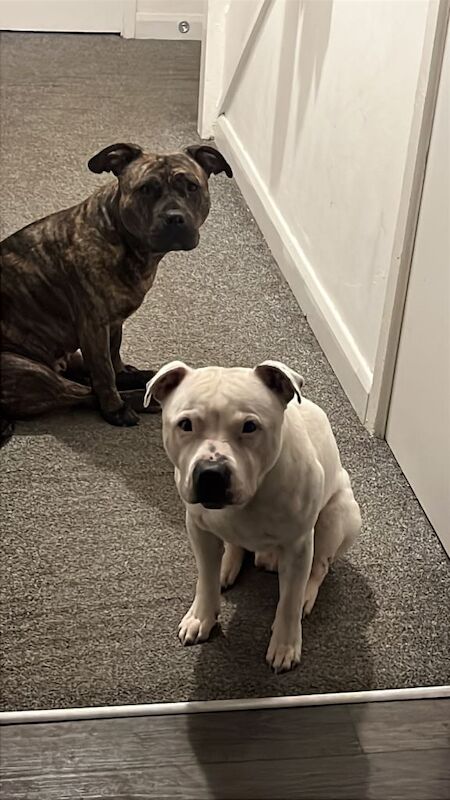 Staffordshire Bull Terrier puppies for sale in Middlesbrough, North Yorkshire – 3 years old - Image 4 of 5
