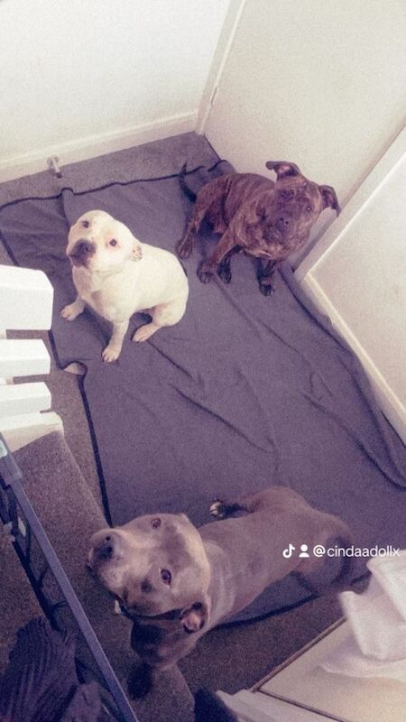 Staffordshire Bull Terrier puppies for sale in Middlesbrough, North Yorkshire – 3 years old - Image 5 of 5