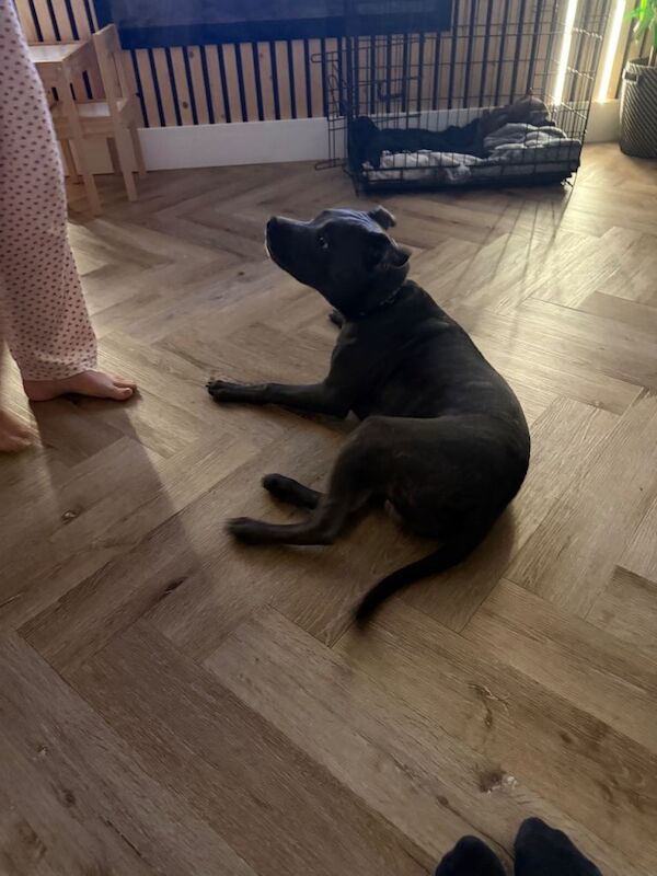 Staffordshire Bull Terrier puppies for sale in West Derby, Merseyside – 8 months old