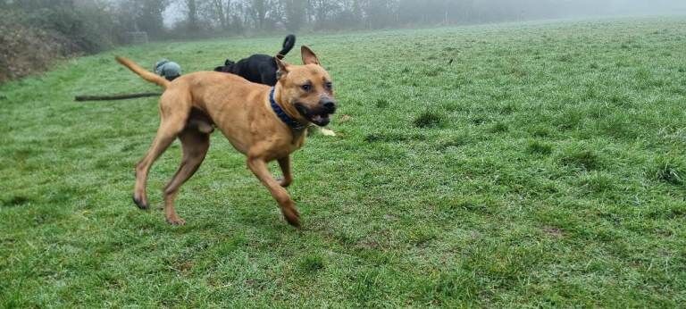 Bruno staffie cross Mastiff - Image 2 of 3