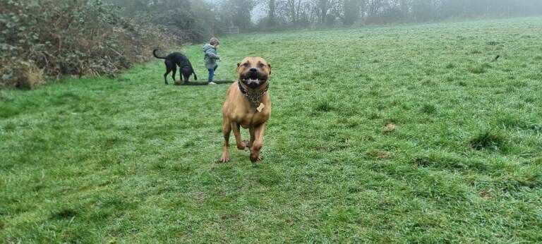 Bruno staffie cross Mastiff - Image 3 of 3