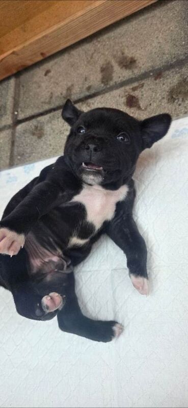 Bull staff puppies