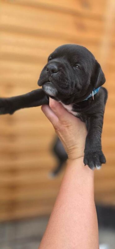Bull staff puppies - Image 2 of 4