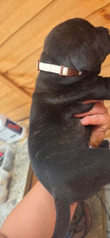 Bull staff puppies - Image 3 of 4