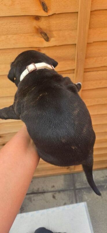 Bull staff puppies - Image 4 of 4
