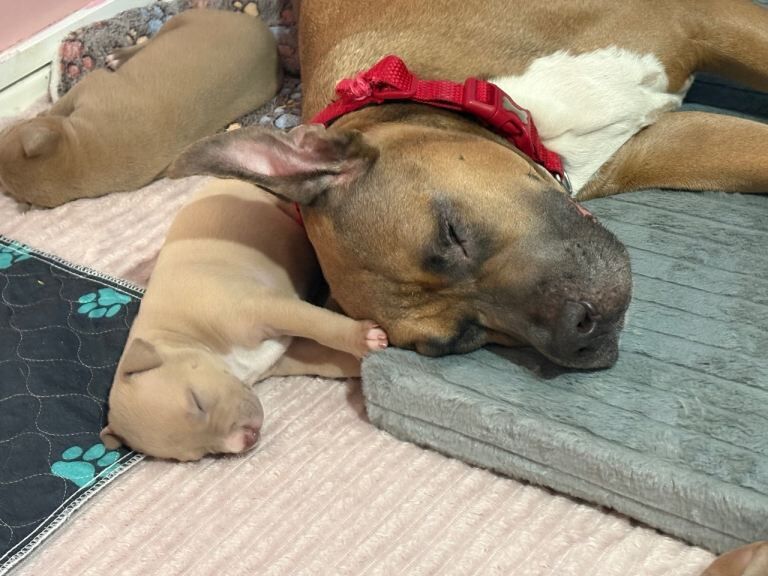 Bullmastiff cross staff