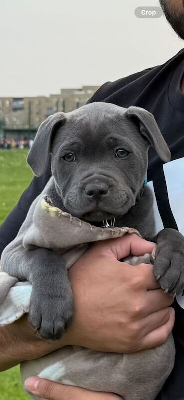 Bullscaff KC reg Blue Staffy puppy for sale in Northolt, Greater London