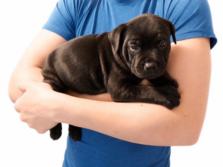 Bullstaff puppies