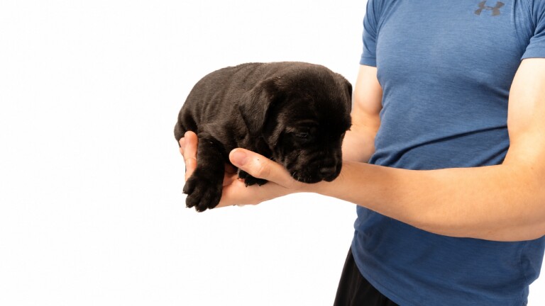 Bullstaff puppies - Image 2 of 5