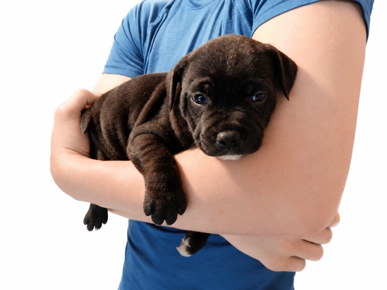Bullstaff puppies - Image 3 of 5