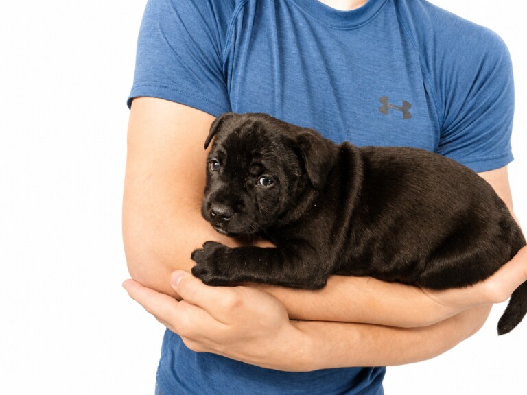 Bullstaff puppies - Image 4 of 5