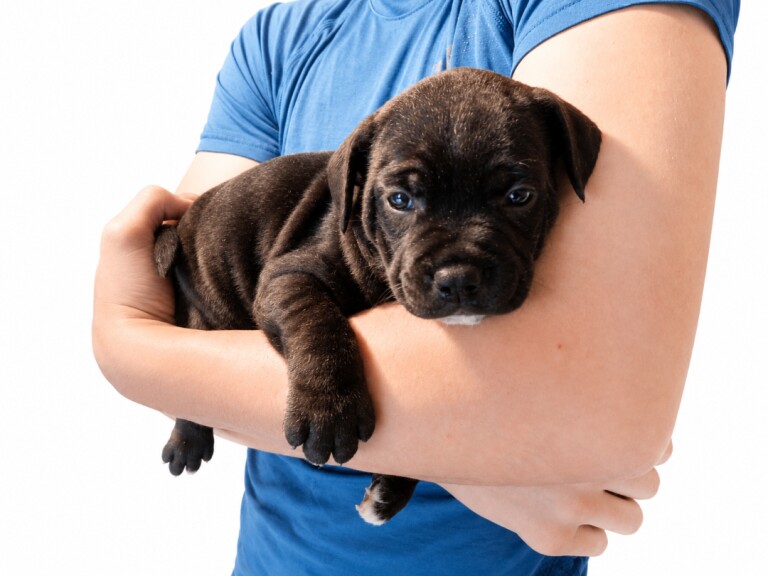 Bullstaff puppies - Image 5 of 5