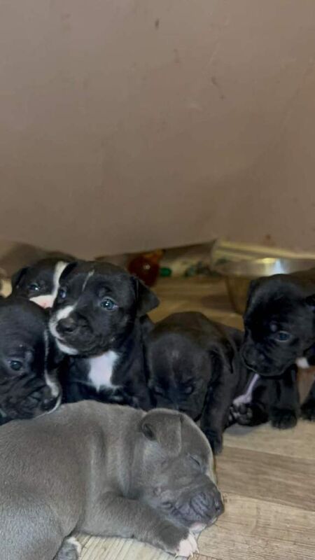 Staffie Puppies For Sale