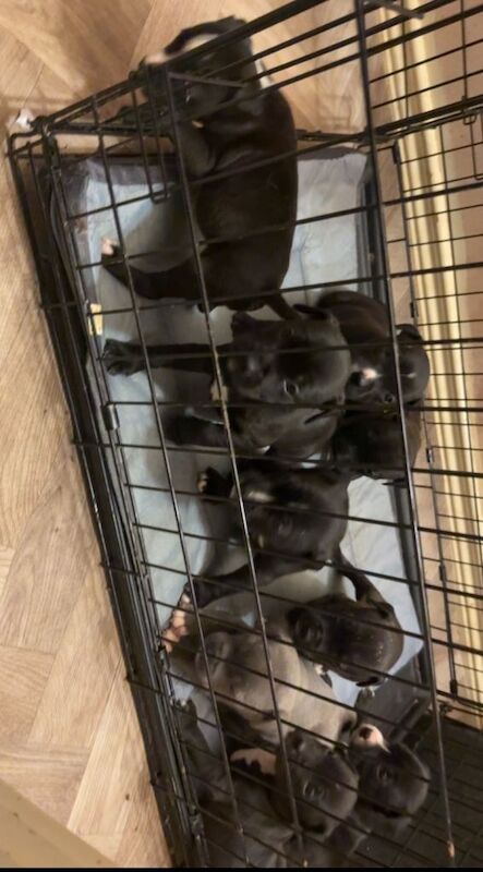 Bullstaff pups for sale - Image 2 of 4