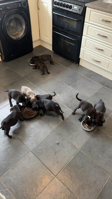 Bullstaff pups for sale - Image 3 of 4