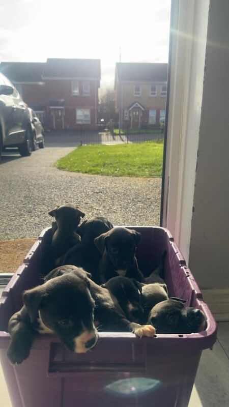 Bullstaff pups for sale - Image 4 of 4