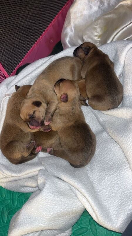 Staffordshire Bull Terrier puppies for sale in Kilwinning, North Ayrshire – 4 days old