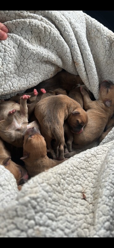 Staffordshire Bull Terrier puppies for sale in Kilwinning, North Ayrshire – 1 week old - Image 2 of 5