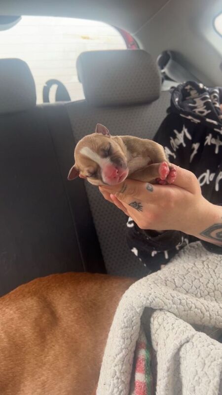 Staffordshire Bull Terrier puppies for sale in Kilwinning, North Ayrshire – 1 week old - Image 3 of 5