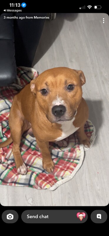 Staffordshire Bull Terrier puppies for sale in Kilwinning, North Ayrshire – 1 week old - Image 4 of 5