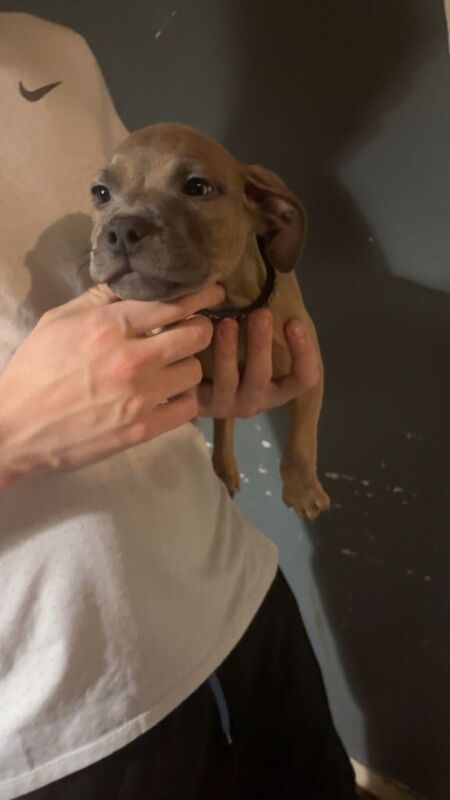 Staffordshire Bull Terrier puppies for sale in Tullibody, Clackmannanshire – 3 months old