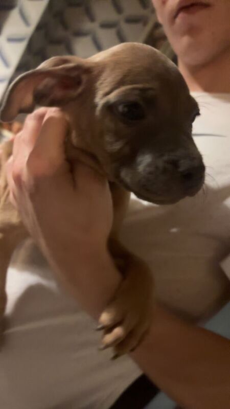 Staffordshire Bull Terrier puppies for sale in Tullibody, Clackmannanshire – 3 months old - Image 2 of 4