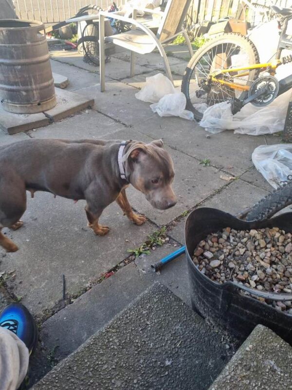 Staffordshire Bull Terrier puppies for sale in Tullibody, Clackmannanshire – 3 months old - Image 4 of 4