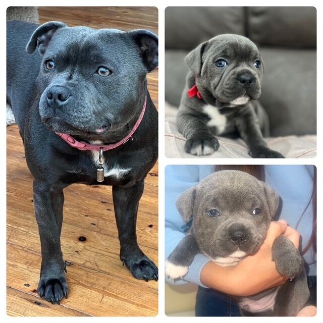 Staffordshire Bull Terrier puppies for sale in Luton, Bedfordshire – KC registered, 5 weeks old