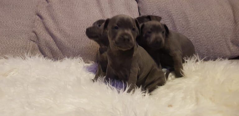 Staffordshire Bull Terrier puppies for sale in Stoke-on-Trent, Staffordshire – 11 months old - Image 3 of 3