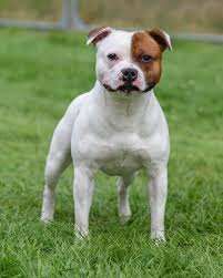 Champion sired staffordshire bull terrier puppies for sale in Treherbert, Mid Glamorgan