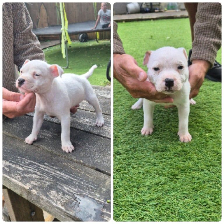 Champion sired staffordshire bull terrier puppies for sale in Treherbert, Mid Glamorgan | Image 3