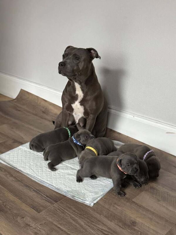 ***Champions Bloodlines***KC Registered Blue Staffordshire Bull Terrier Puppies